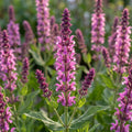 Salvia 'Nemorosa New Dimension Rose' - 3 Stück - LumiBlumi