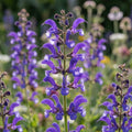 Salvia 'Rhapsody In Blue Sylvestris' - Salbei - LumiBlumi