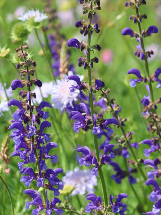 Salbei Salvia rhapsody in blue sylvestris
