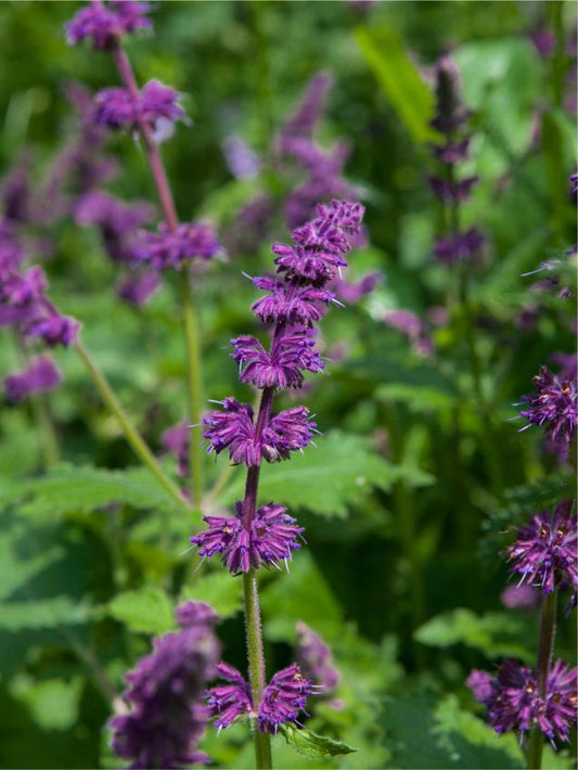 Salbei Salvia  purple rain verticillata