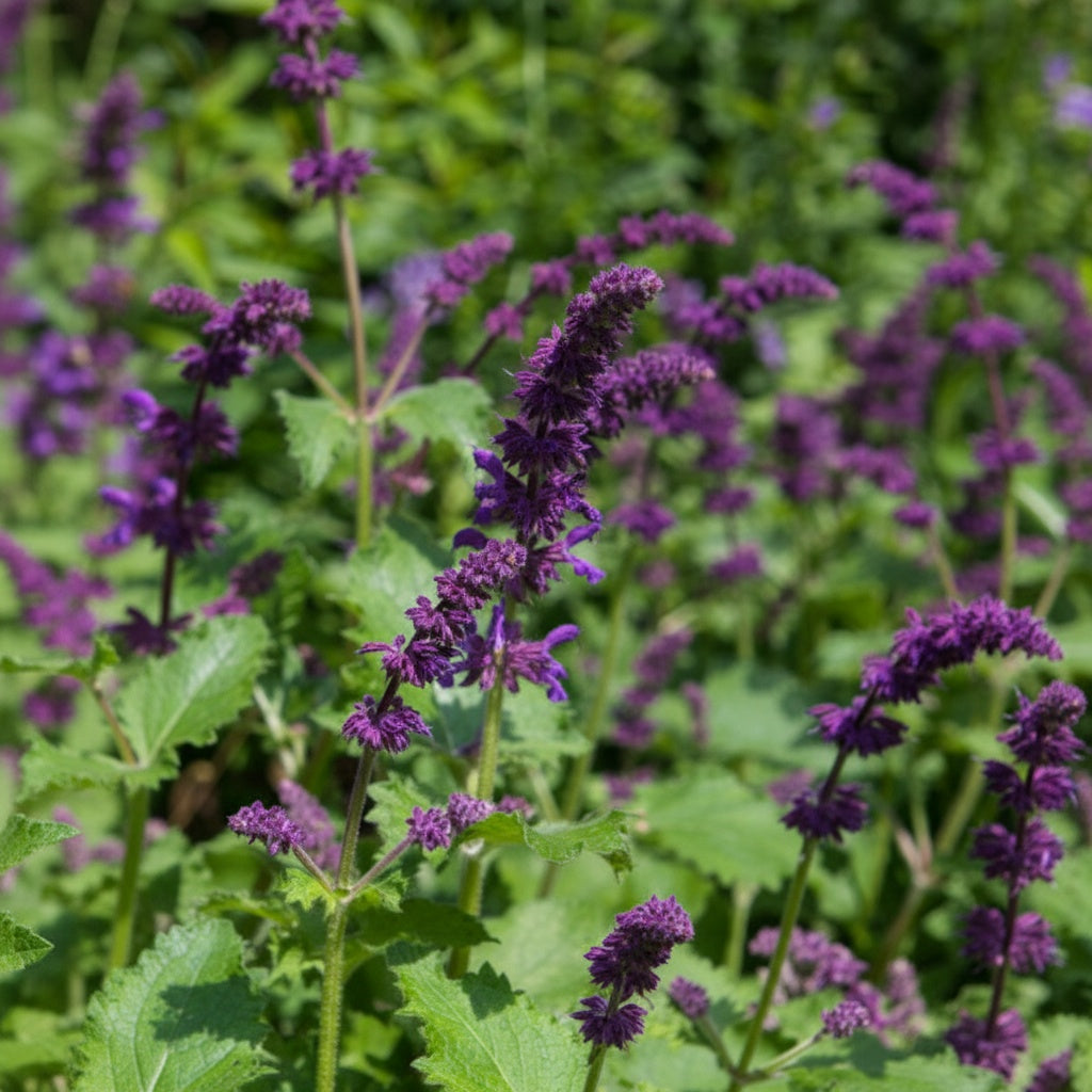 Salbei 'Purple Rain Verticillata' - 5 Stück - LumiBlumi