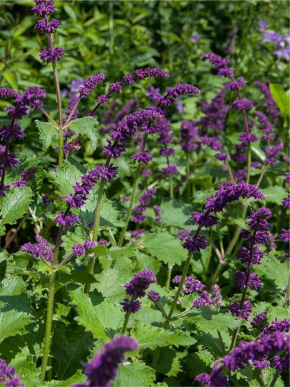 Salvia 'Purple Rain Verticillata' - Salbei
