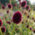 Wiesenknopf 'Officinalis' - 4 Stück - LumiBlumi