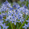 Blauster 'Scilla Bifolia Blue' - 100 Stück - LumiBlumi