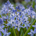 Blauster 'Scilla Bifolia Blue' - 100 Stück - LumiBlumi