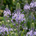 Blauster 'Scilla Blue Arrow' - 10 Stück - LumiBlumi