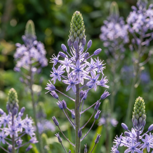 Blauster 'Scilla Blue Arrow' - 10 Stück - LumiBlumi