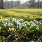 Blauster 'Scilla Mischtschenkoa' - 25 Stück - LumiBlumi