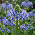 Blaustern 'Peruviana' - 3 Stück - LumiBlumi
