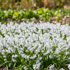 Blaustern 'Scilla Siberica Alba' - 50 Stück - LumiBlumi