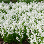 Blaustern 'Scilla Siberica Alba' - 50 Stück - LumiBlumi