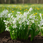 Blaustern 'Scilla Siberica Alba' - 50 Stück - LumiBlumi