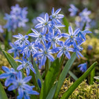 Blaustern 'Scilla Siberica' - 100 Stück - LumiBlumi