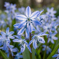 Blaustern 'Spring Beauty' - 25 Stück