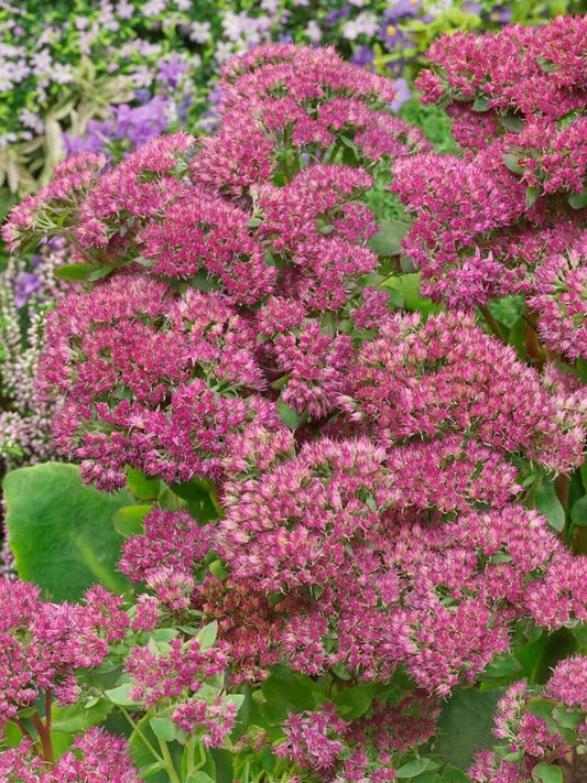 Mauerpfeffer Sedum carl