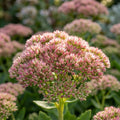Fetthenne 'Herbstfreude' - 4 Stück - LumiBlumi