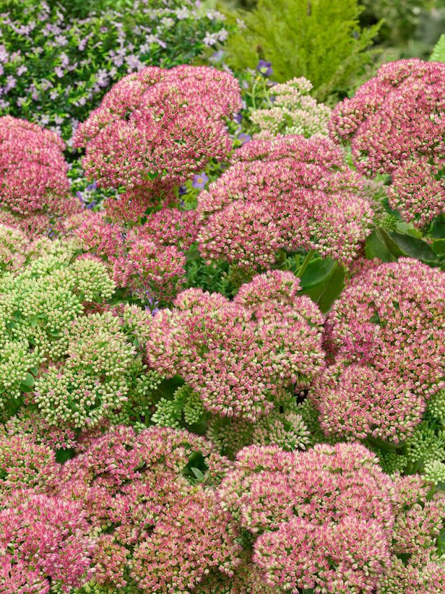 Mauerpfeffer Sedum herbstfreude