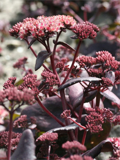 Mauerpfeffer Sedum purple emperor