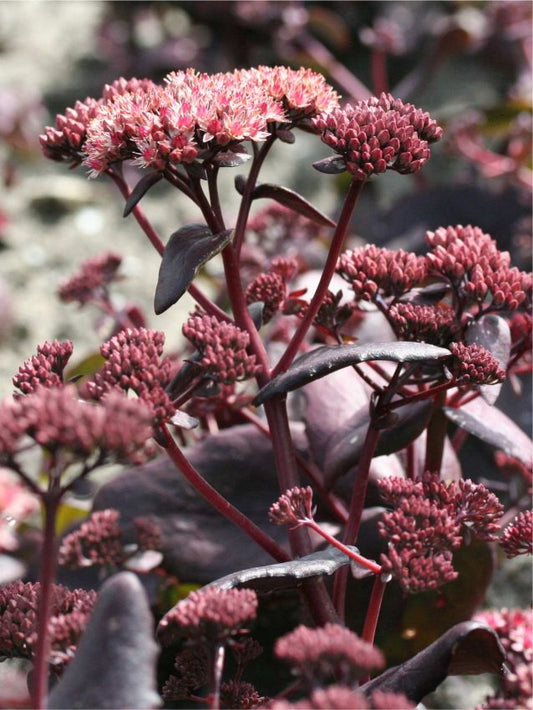 Mauerpfeffer Sedum purple emperor