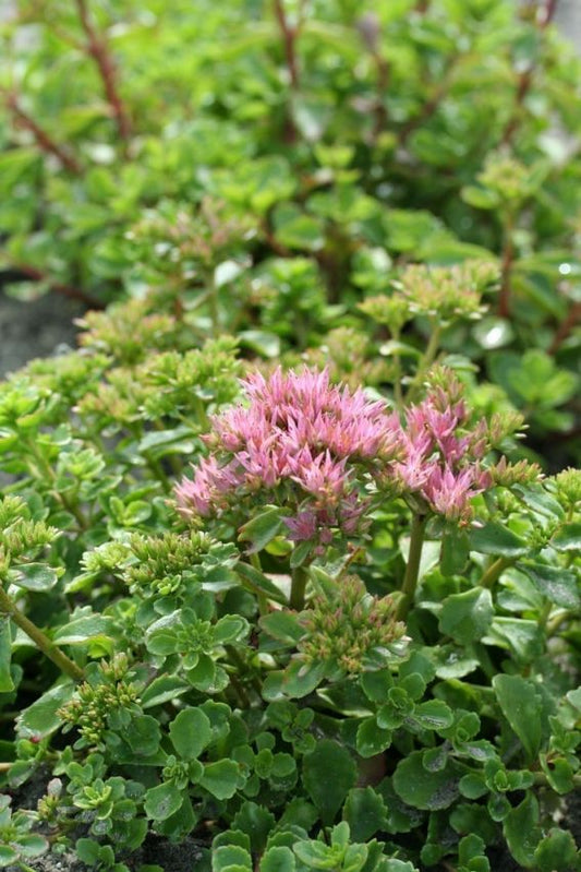 Mauerpfeffer Sedum spurium