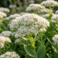 Mauerpfeffer 'Spectabile Stardust' - 3 Stück - LumiBlumi