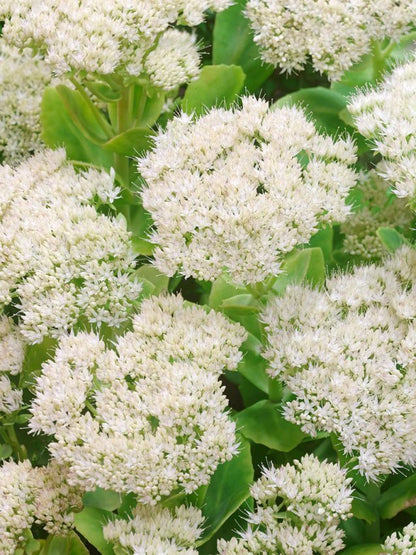 Sedum 'Spectabile Stardust' - Fetthenne, Mauerpfeffer