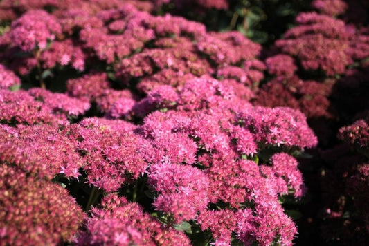 Mauerpfeffer Sedum munstead dark red