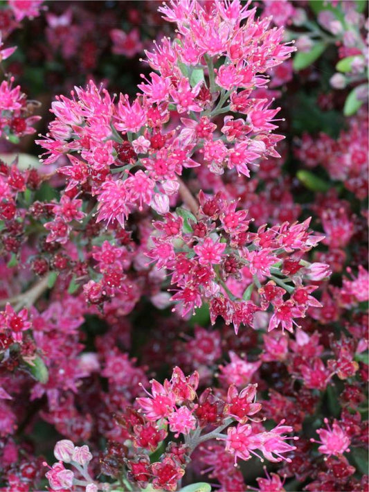 Mauerpfeffer Sedum vera jameson