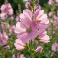 Sidalcea 'Candy Girl' - Prärie-Malve - LumiBlumi