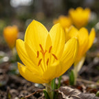 Sternbergia lutea - 25 Stück - LumiBlumi