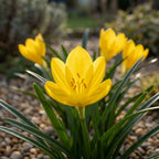 Sternbergia lutea - 25 Stück - LumiBlumi