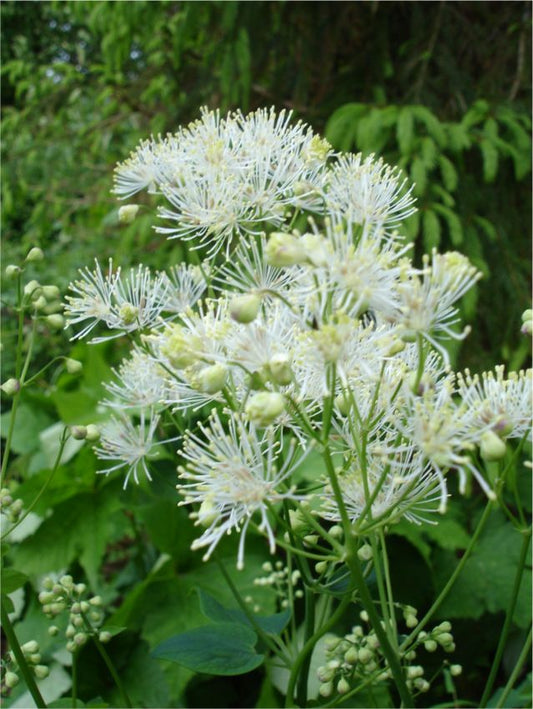 Stauden Thalictrum album aquilegifolium