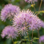 Wiesenraute 'Aquilegifolium' - 5 Stück - LumiBlumi