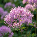 Wiesenraute 'Aquilegifolium' - 5 Stück - LumiBlumi