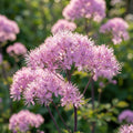 Thalictrum 'Thundercloud (A)' - Wiesenraute - LumiBlumi