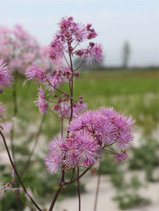 Stauden Thalictrum aquilegifolium