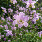 Thalictrum 'Delavayi' - Wiesenraute - LumiBlumi