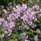 Thalictrum 'Delavayi' - Wiesenraute - LumiBlumi