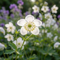 Thalictrum 'Album Delavayi' - Wiesenraute - LumiBlumi