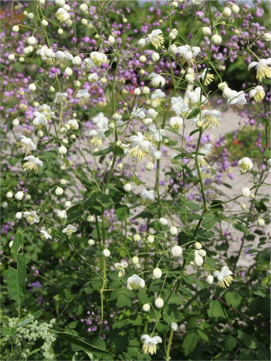 Stauden Thalictrum album delavayi