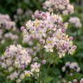 Thalictrum 'Hewitts Double' - Wiesenraute - LumiBlumi
