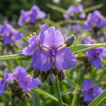 Dreimasterblume 'Blue Stone' - 10 Stück - LumiBlumi