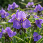 Dreimasterblume 'Blue Stone' - 10 Stück - LumiBlumi