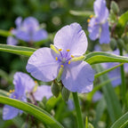 Dreimasterblume 'Blue Stone' - 10 Stück - LumiBlumi
