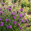 Dreimasterblume 'Red Grape' - 10 Stück - LumiBlumi
