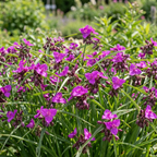 Dreimasterblume 'Red Grape' - 10 Stück - LumiBlumi