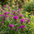 Dreimasterblume 'Red Grape' - 10 Stück - LumiBlumi