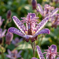 Krötenlilie 'Purple Beauty Formosa' - 10 Stück - LumiBlumi