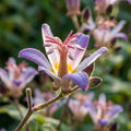 Tricyrtis 'Tojen' - Krötenlilie - 10 Stück - LumiBlumi