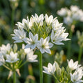 Triteleia 'Hyacinthina' - 100 Stück - LumiBlumi